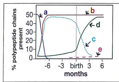 <p>Which curve in this figure represents the production of gamma polypeptide chains hemoglobin?</p><p>a. curve a</p><p>b. curve b</p><p>c. curve c</p><p>d. curve d</p>