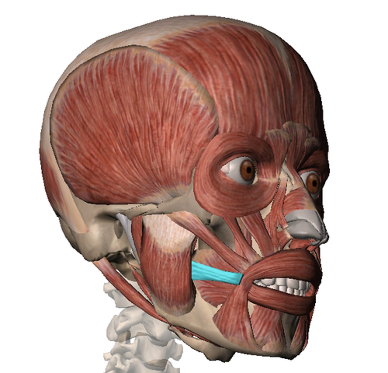 knowt flashcard image