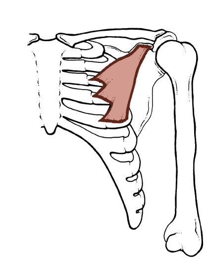 <p>Origin: <span>Ribs 3-5</span></p><p>Insertion: <span>Coracoid process of the Scapula</span></p><p>Action: <span>Draws the scapula forward, medialward, and downward</span></p>