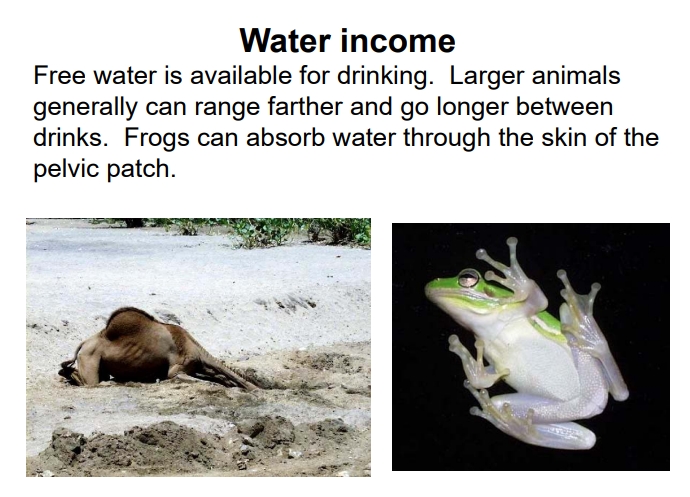 <ul><li><p><strong>Definition</strong>: Water that can be ingested directly, readily available for drinking. Its availability heavily influences the distribution and behavior of many terrestrial species.</p></li><li><p>Larger animals tend to travel farther to find water and can survive longer without it due to a lower surface area-to-volume ratio, which reduces evaporative loss, and greater internal storage capacity.</p></li><li><p><strong>Example</strong>: Frogs can absorb water through the highly vascularized pelvic patch skin, acting as a specialized drinking surface.</p></li></ul><p></p>