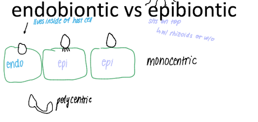 <ul><li><p>endo = lives inside host</p></li><li><p>epi = sits on top</p></li></ul><p></p>