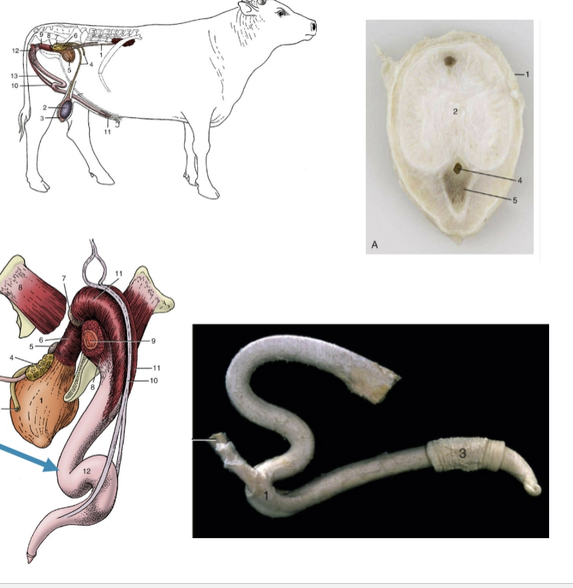 <p>boars and rums.</p><p>lots of fibroelastic tissue, less open space for blood</p><p>penis firm when not in use</p><p>erection occurs w/ external lengthening of penis by straightening of……</p>