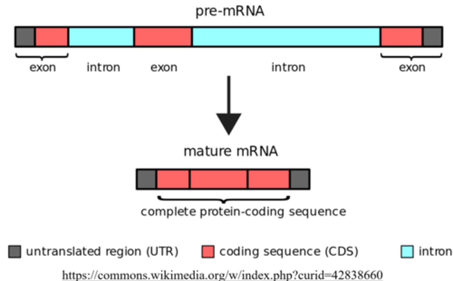 <p>spliced, spliceosome</p>