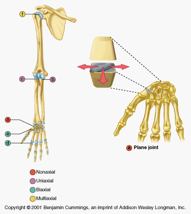 <p>Gliding/Plane Joint</p>