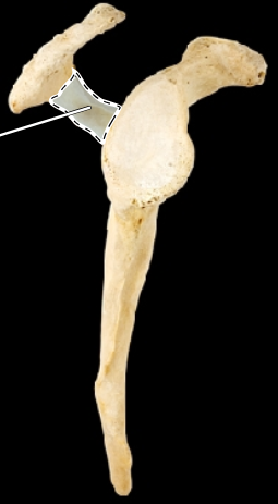 <p>Scapula, lateral view, right side</p>