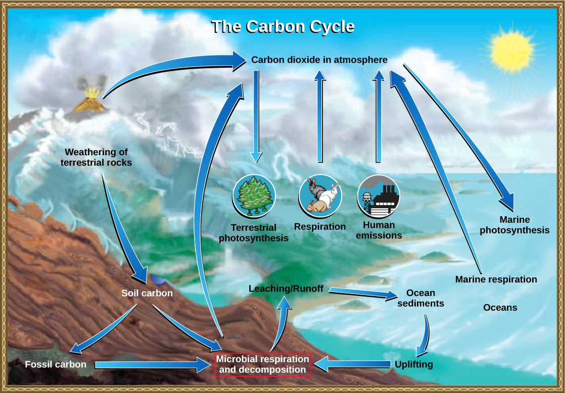 <p>nature&apos;s way of reusing carbon atoms, which travel from the atmosphere into organisms in the Earth and then back into the atmosphere.</p>