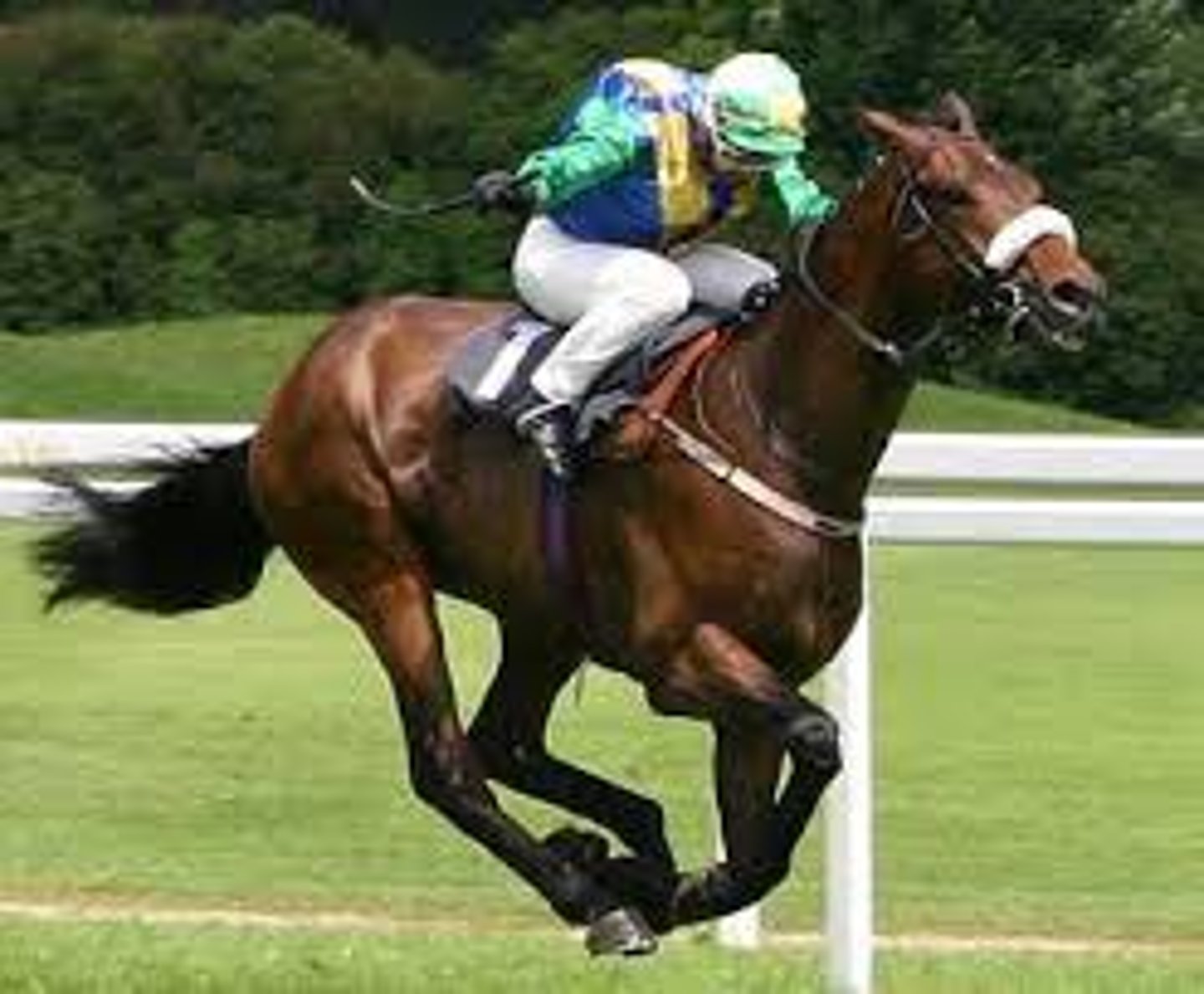 <p>- To US in 1700s from old English influence breeding of Arabians</p><p>- Popular in eastern states for longer distance and endurance racing</p><p>- Some lines and crosses popular in stadium jumping and field events</p>