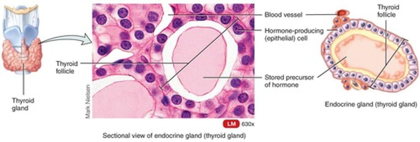 <p>Ductless; secretes hormones into blood.</p>