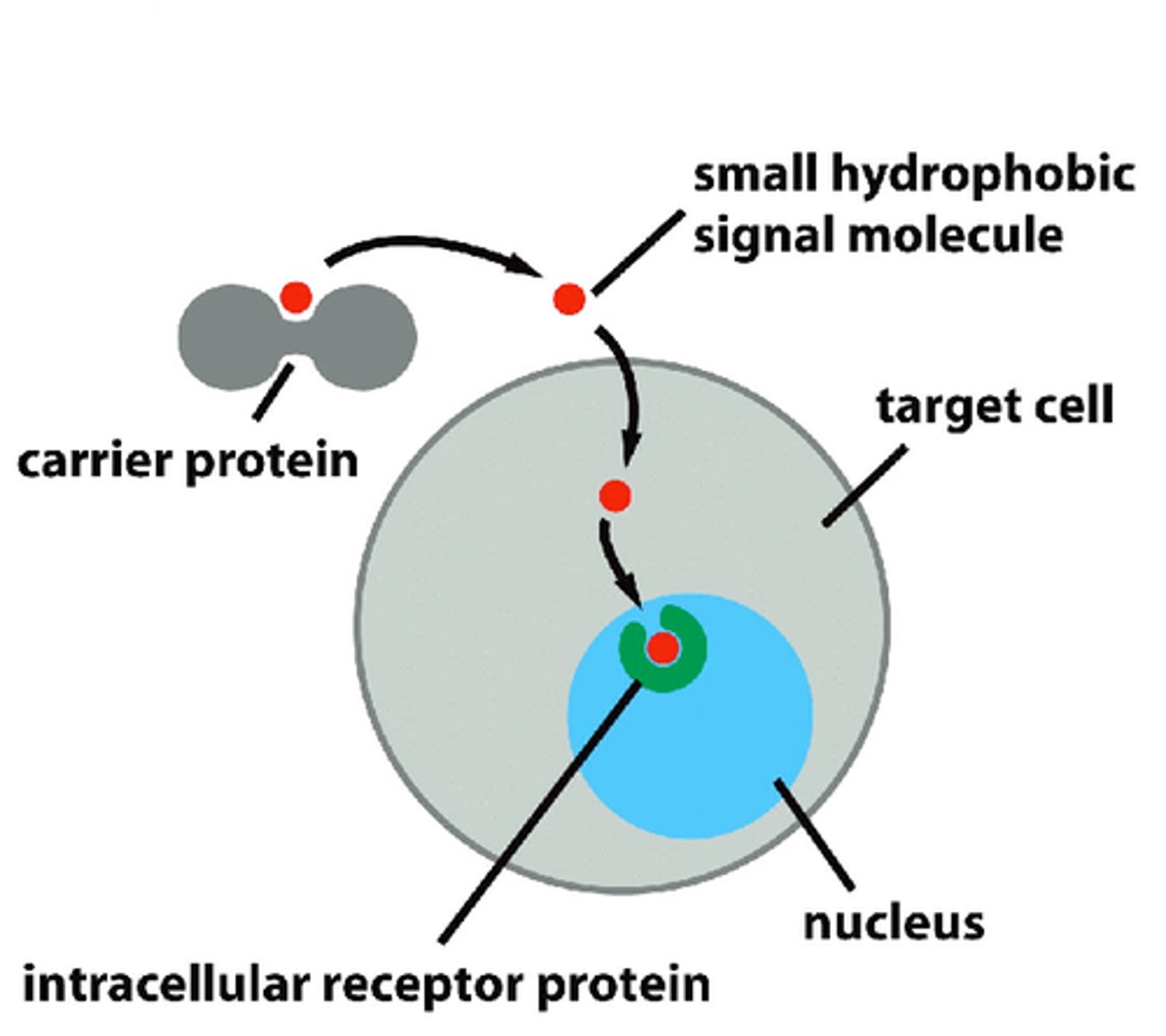 <p>1. diffuse into target cells and activates receptor proteins<br>2. activated ligand-receptor complexes control gene expression/protein synthesis inside nucleus<br><br>*slow to start, but usually sustained</p>