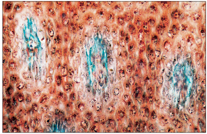 <p>name of histologic slide:</p><p>Specie:</p><p>Stain used:</p>