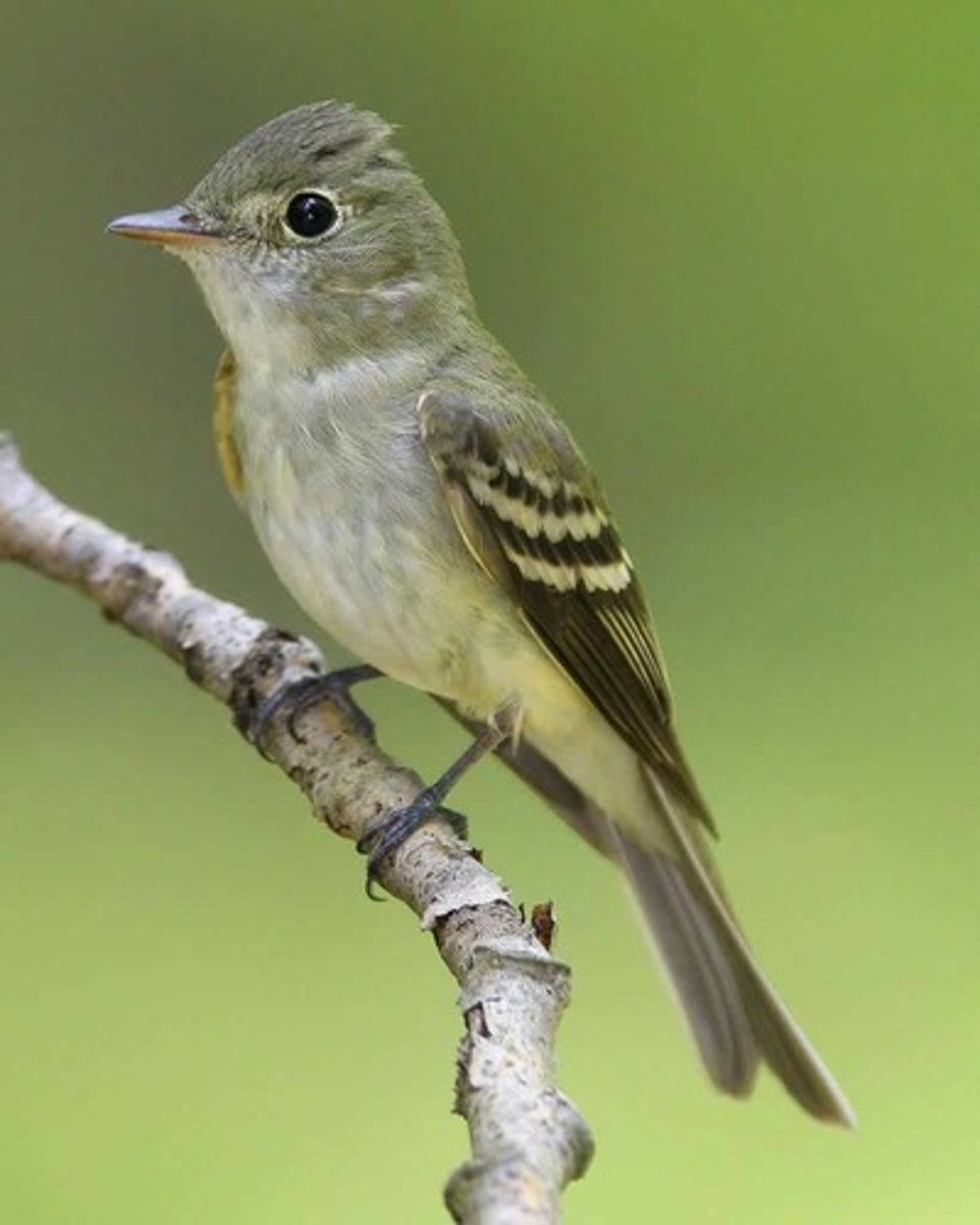 <p>Passeriformes</p><p>greenish above, broad straight sided tail</p><p>(one of the empidonax flycatchers), white ring around the eyes, distinct wingbars</p>