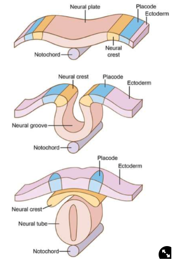 <ul><li><p>complex sense organs, homologs to invertebrate chordates</p></li></ul>