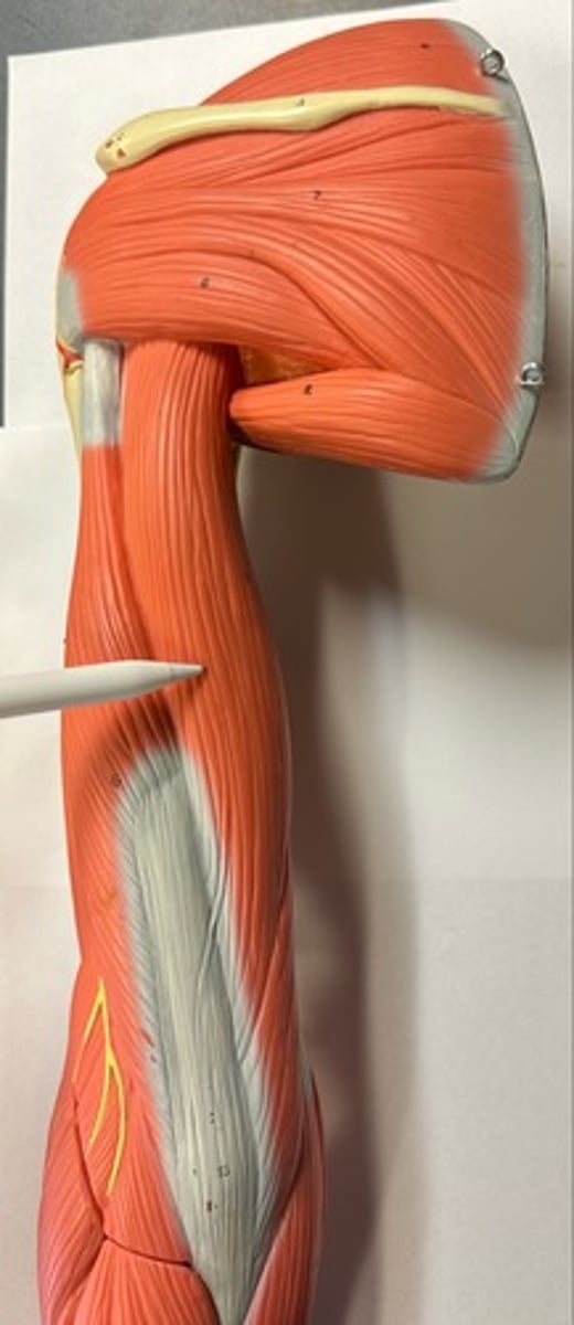 <p>What are the (2) attachments of the Triceps Brachii (Long Head)?</p>