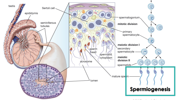 <p>Spermatogenesis</p>