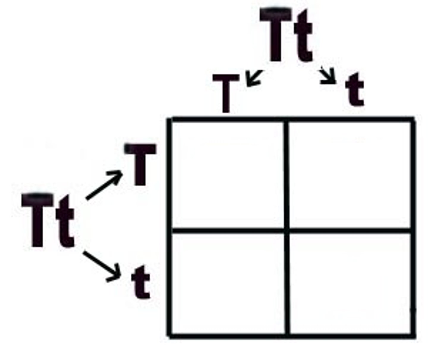 <p>org. = two alleles for each gene but can only pass one</p>
