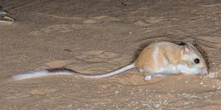 <p>Kangaroo rats, pocket mice</p><ul><li><p><span style="background-color: transparent;"><span>Have desert adaptations, trend towards bipedal locomotion, furred cheek bouches and big auditory bullae.&nbsp;</span></span></p></li><li><p><span style="background-color: transparent;"><span>Found in west N. America through tropical S. America</span></span></p></li><li><p><span style="background-color: transparent;"><span>Nocturnal, granivores, don’t need to drink, and are mostly solitary.</span></span></p></li></ul><p></p>
