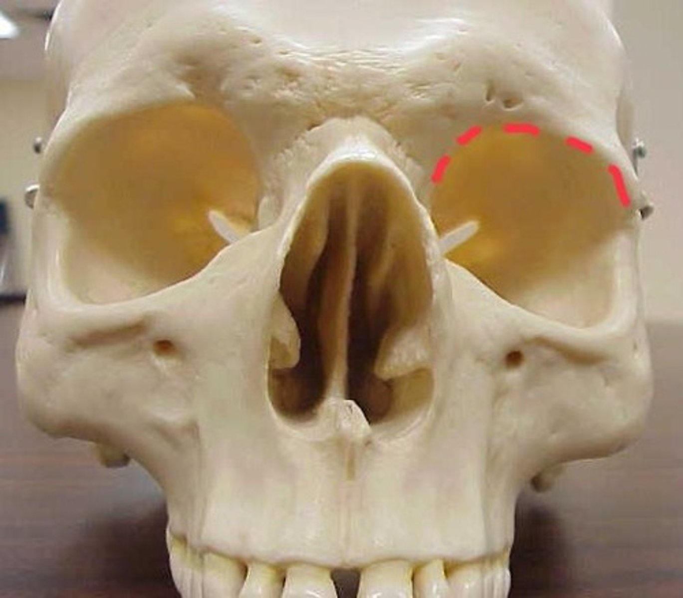 knowt flashcard image