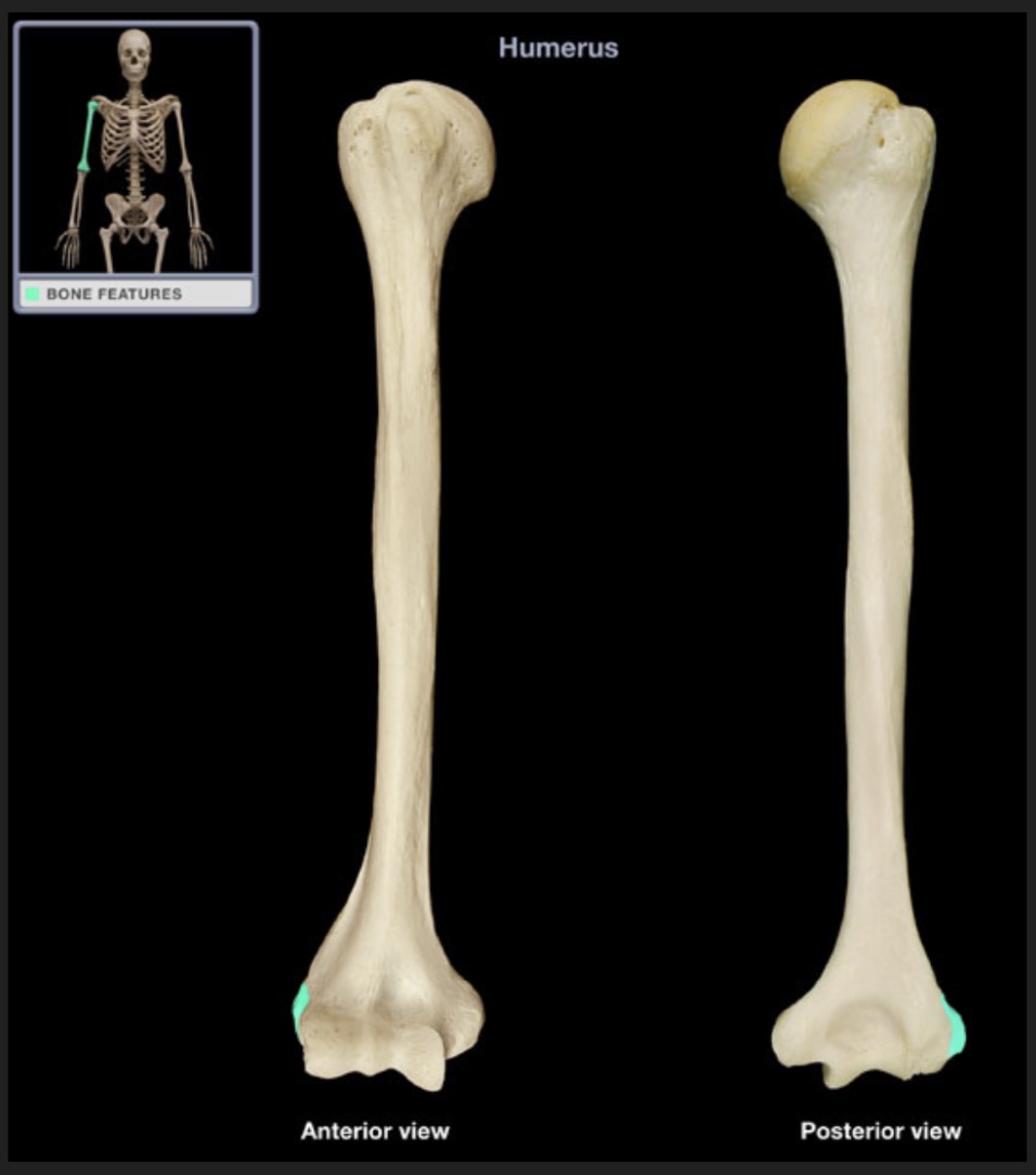 <p><span style="font-family: Arial, sans-serif; color: rgb(45, 59, 69)">located on the distal end of the humerus superior to the capitulum</span></p>