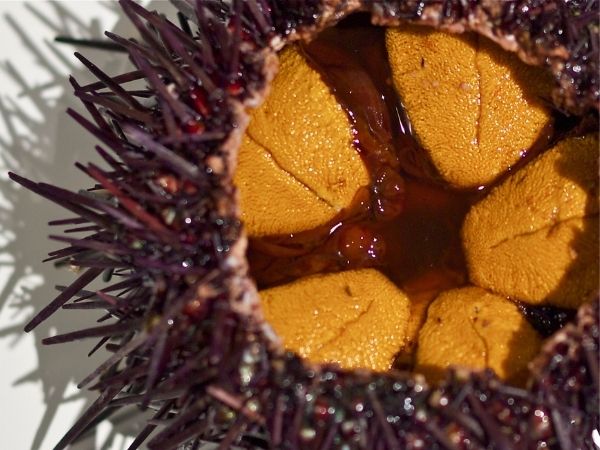 <p>Sea urchins<br>- radially symmetry<br>- grazers</p>