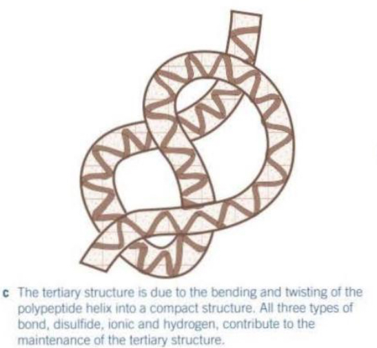 <ul><li><p>Tertiary structure → the overall 3D shape of a single polypeptide chain.</p></li><li><p>It’s formed by interactions between the R-groups of the amino acids.</p></li><li><p>These interactions include:</p><ul><li><p>Disulfide bridges - very strong, not easily broken</p></li><li><p>Hydrogen bonds - weak, numerous but easily broken</p></li><li><p>Ionic bonds - formed between any carboxyl and amino groups that aren’t involved in forming peptide bonds. They are broken by changes in pH.</p></li></ul></li></ul><ul><li><p>The tertiary structure determines the proteins specific shape and function.</p></li></ul><p></p>