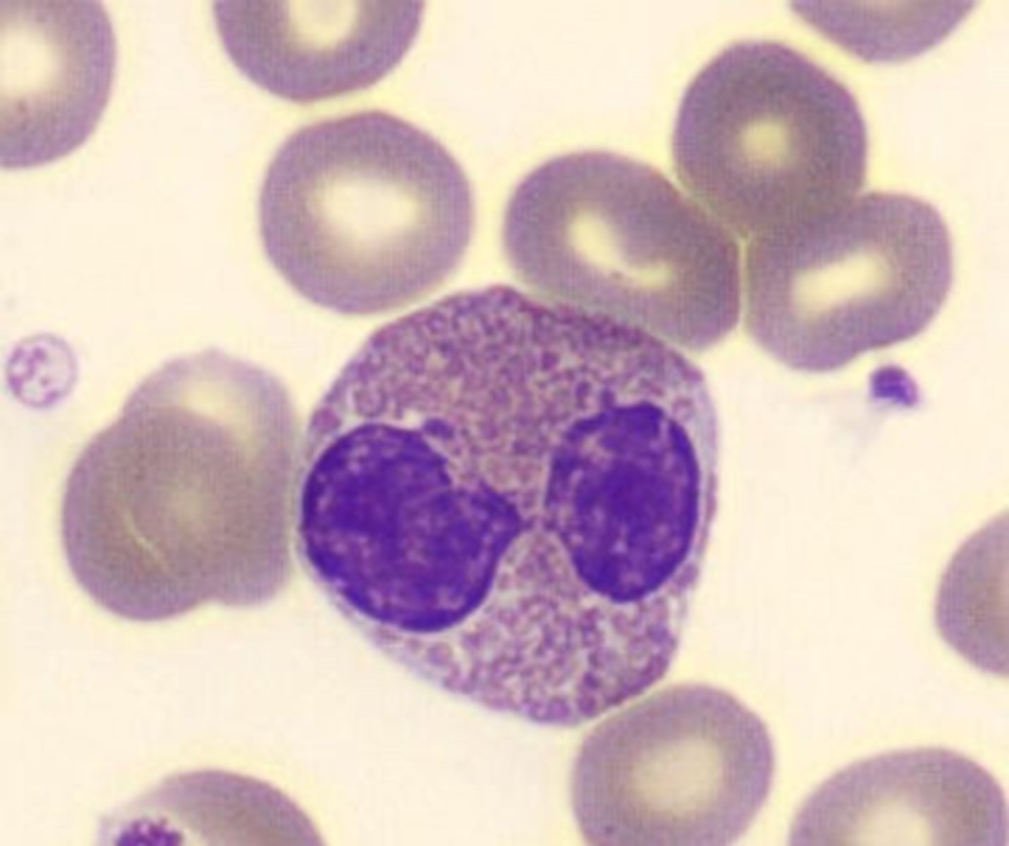 <p>mature and usually has 2 lobes connected by a thin chromatin filament. Nucleoli are absent</p>