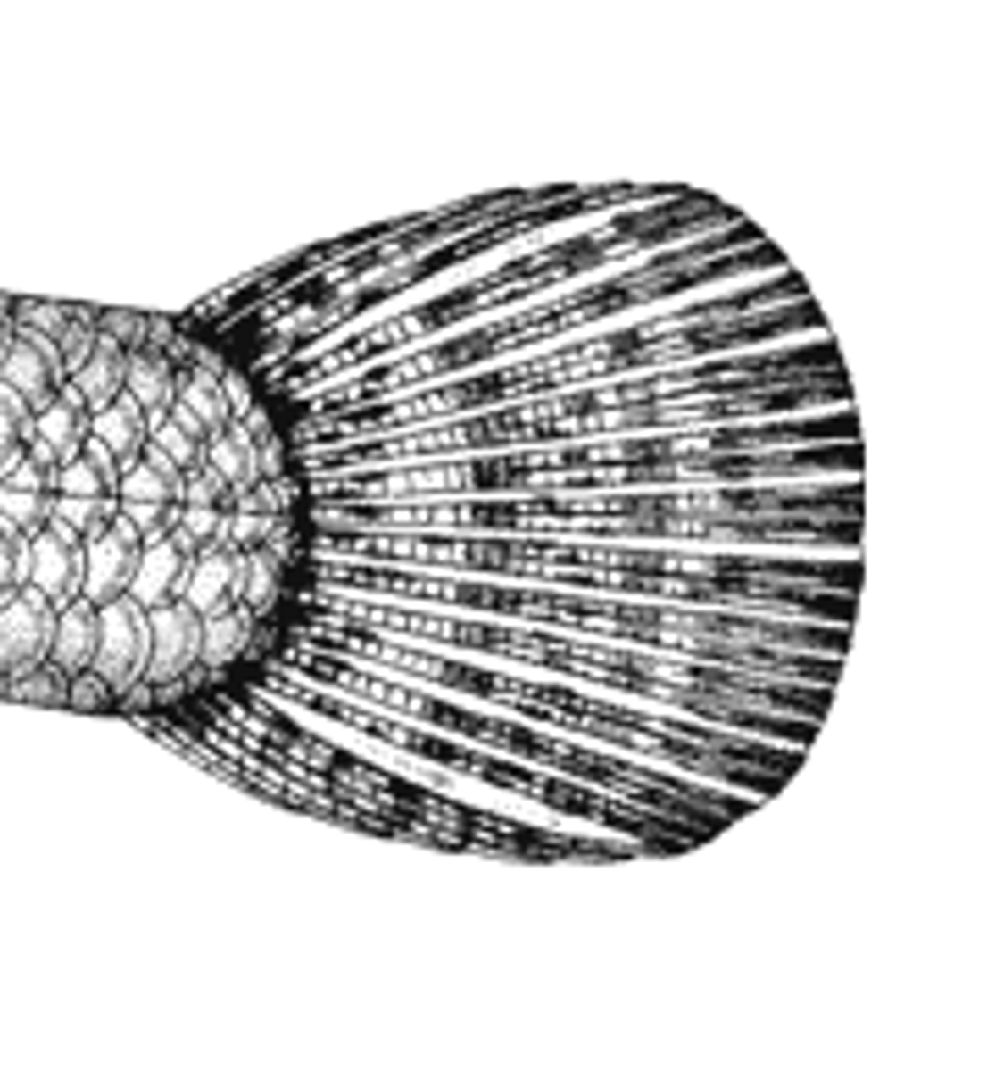 <p>circular/ smooth edged to allow for short quick bursts</p><p>-Homocercal</p>