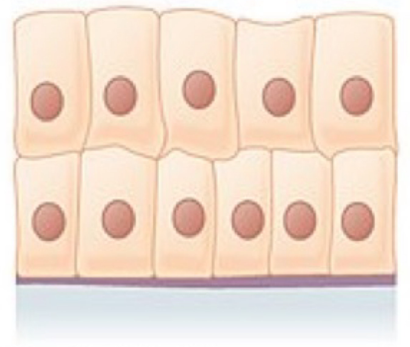 <ul><li><p><strong>Location</strong>: The male urethra and the ducts of some glands.</p></li><li><p><strong>Function</strong>: Secretes and protects.</p></li></ul><p></p>