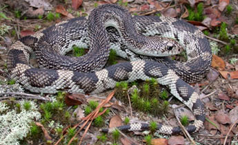 Pituphis melanoleucus
