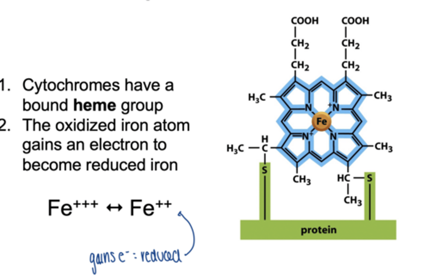 <p>have a bound heme group</p><p>oxidized iron atom gains e- to become reduced iron</p><p>Fe⁺⁺⁺ → Fe⁺⁺</p>