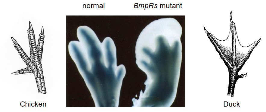 <ul><li><p class=""><strong>Bone morphogenetic protein (BMP)</strong> is a secreted protein that binds to <strong>Bmp receptors (BmpRs)</strong></p></li><li><p class=""><strong>Expression</strong> of non-active <strong>BmpRs</strong> in chicken embryonic hind limbs:</p><ul><li><p class="">Greatly reduced <strong>interdigital apoptosis</strong></p></li><li><p class="">Results in <strong>webbed feet</strong></p></li></ul></li><li><p class="">Ducks don’t have mutation → Have webbed feet</p></li></ul><p></p>