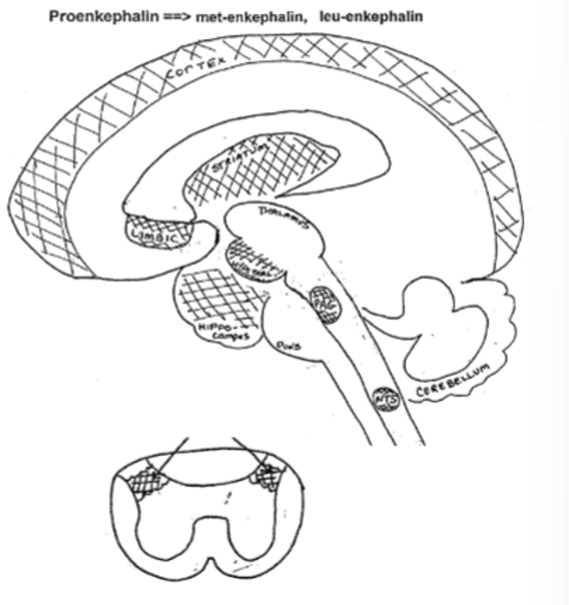 <p>-Hypothalamus (endocrine system)</p><p>-Periaquetal grey, substantia gelatinosa (pain)</p><p>-Cortex, hippocampus, limbicc system (mood/emotions)</p><p>-Nucleus tractus solitarius (autonomic reflexes)</p><p>-Striatum (motor rigidity)</p><p>-Nucleus Accumbens (euphoria, addiction)</p>