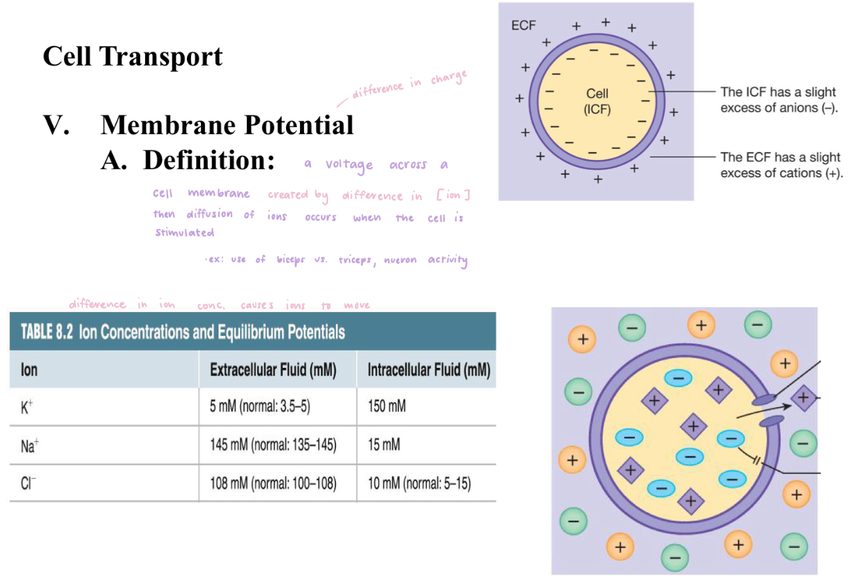<ul><li><p>a voltage across a cell membrane created by difference in [ion], then diffusion of ions occurs when the cell is stimulated&nbsp;</p></li><li><p>EX: use of biceps vs use of triceps. the neurons of the triceps brachii will be stimulated when extending the forearms while the neurons of the biceps brachii will be at rest&nbsp;</p></li></ul><p></p>