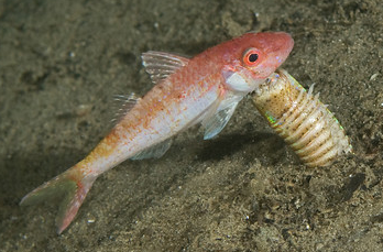 <p>Bobbit Worm</p>