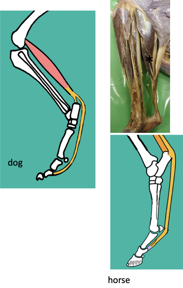 <p><strong>Origin - </strong>Distal femur (WITH gastrocnemius muscle)</p><p></p><p><strong>Insertion - </strong>has MULTIPLE</p><ul><li><p>Calcaneus bone (part of calcanean tendon)</p></li><li><p>Branches to ALL DIGITS (middle phalanx precisely)</p></li></ul><p></p><p><strong>Function - </strong>hock <strong>EXTENSION </strong>w/ digital <strong>FLEXION</strong></p><ul><li><p>Also provides support of the distal limb joints in extension</p></li><li><p>No accessory check ligament necessary (especially because of calcanean tendon)</p></li></ul><p></p><p><strong>Nerve supply - </strong>Tibial nerve</p><p></p>