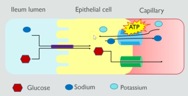 <ul><li><p>sodium ions are actively transported out of the epithelial cell into the blood</p></li><li><p>this reduces the sodium ion concentration in the epithelial cell</p></li><li><p>sodium ions then diffuse from the lumen down their concentration gradient into the epithelial cell</p></li><li><p>sodium ions diffuse through a co-transporter protein, so either glucose or amino acids also attach and are transported into epithelial cells against their concentration gradient</p></li><li><p>glucose then moves by facilitated diffusion from the epithelial cell to the blood</p></li></ul><p></p>
