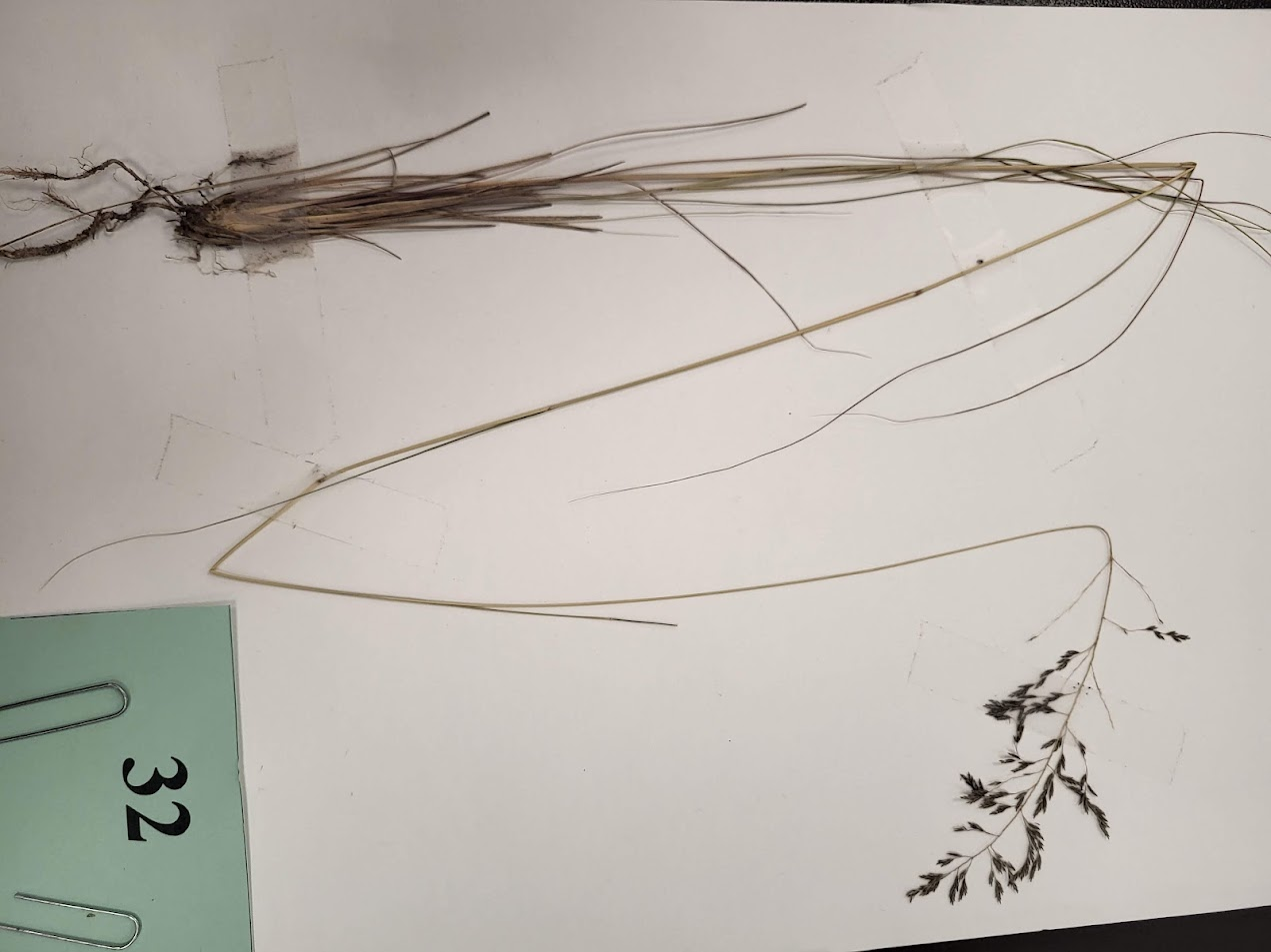 Weeping lovegrass