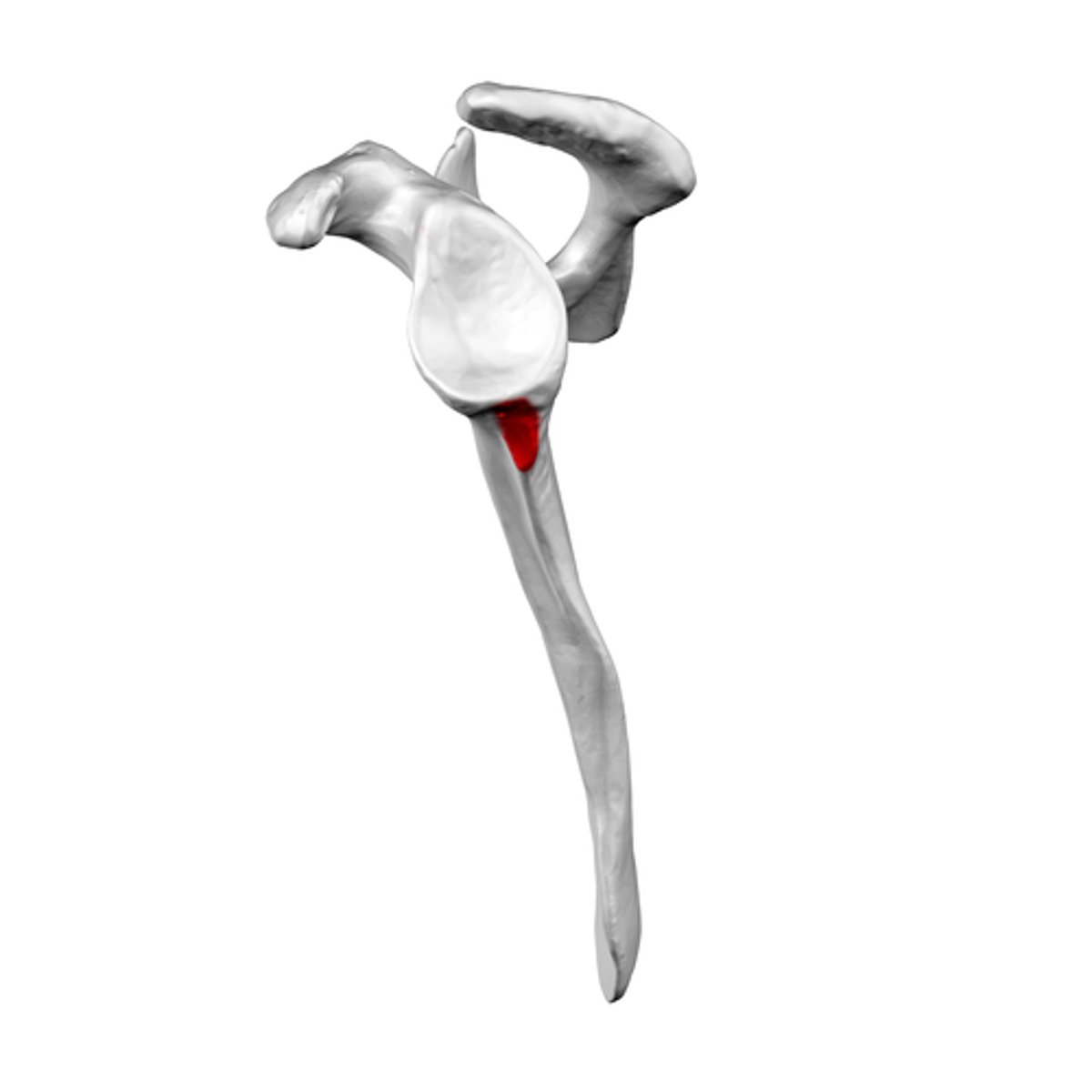 <p>sits adjacent to inferior edge of GLENOID FOSSA, gives origin to triceps muscle</p>