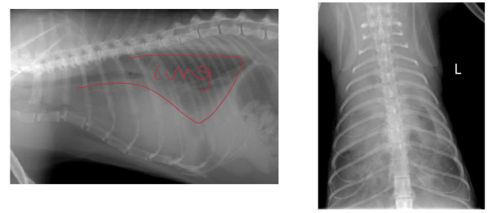 <p>What do these radiographs show?</p>