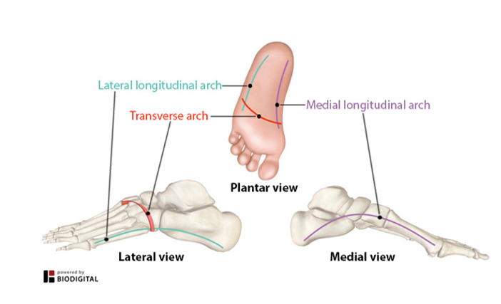 <p>-not as high as the medial arch</p><p>-contributes to our footprint</p><p>-extends from little toe to the heel</p>