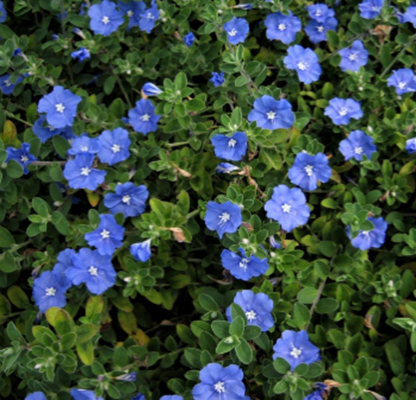 <p><em>Evolvulus glomeratus</em> - Cold Hardiness (Zone 9-11, perennial), mounting growth 9-18 in, full sun, well drained soil, mesophyte, produces in clusters of small trumpet blue flowers, used as groundcover, native to brazil</p>