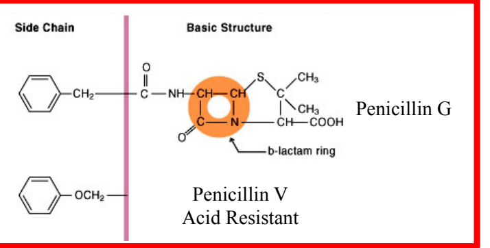 <p>Gram + Cocci and some gram - Cocci</p>