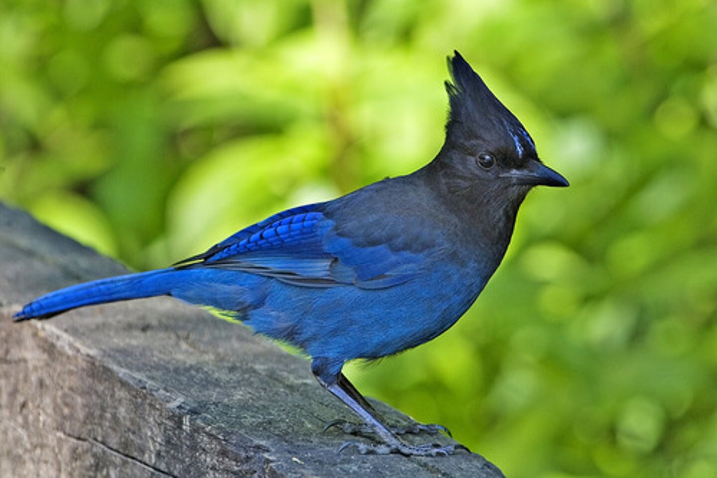 <p>Identification</p><p>- Vibrant blue and black bird with a distinct crest—loud and bold.</p><p>- Common in forested areas and backyards.</p><p>- Member of the corvid family (along with crows and ravens)- very smart with complex social behaviours.</p><p>Behaviour / Adaptation</p><p>- Omnivorous—feeds on seeds, insects, and human food scraps.</p><p>- Plays role in seed dispersal by consuming and excreting seeds.</p><p>- Very intelligent and mimics other bird calls and sounds.</p>