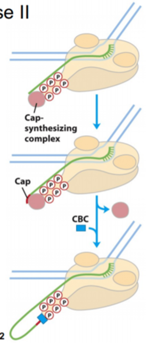 <p>The phosphorylation state</p>
