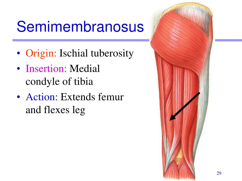 <p>Semimembranosus</p>