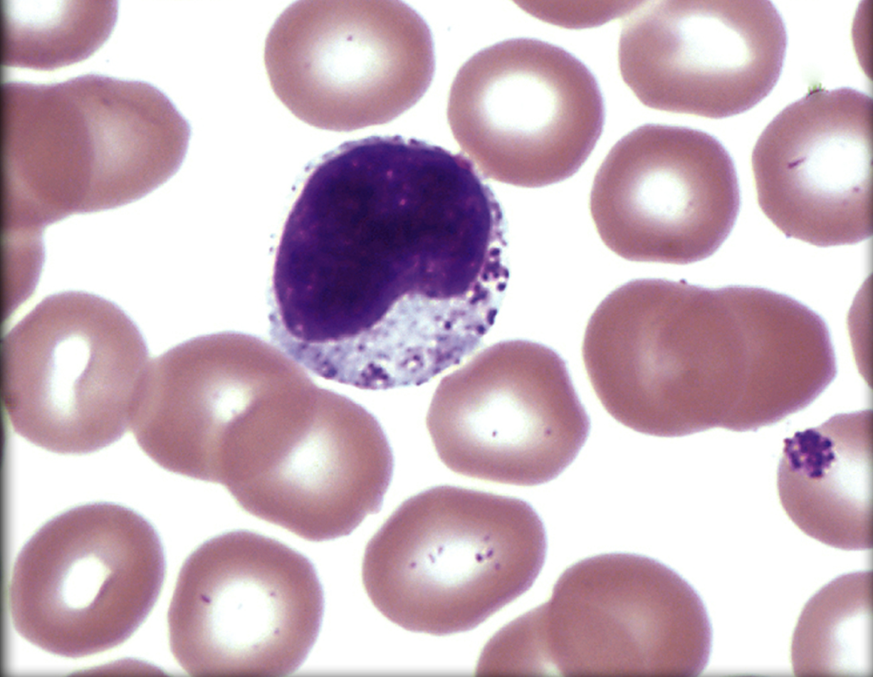 <p>What leukocyte is this?</p>