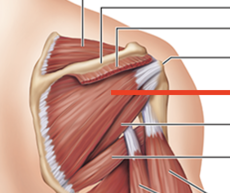 <p>Muscle below spine of scapula</p>