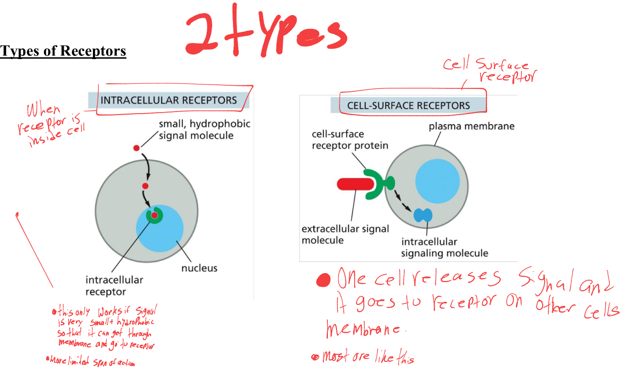 <ol><li><p>intracellular receptor- when the receptor is inside the cell. (only works if signal is very small+hydrophobic so it can enter membrane to get to receptor.) makes it more limited</p></li><li><p>cell- surface receptors- one cell releases signal and it goes to receptor in other cells membrane. most receptors are like this. </p></li></ol><p></p>