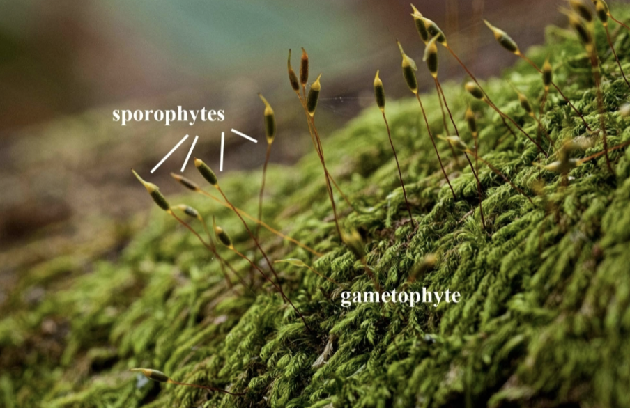 Example of sporophytes and gametophytes in a bryophyte