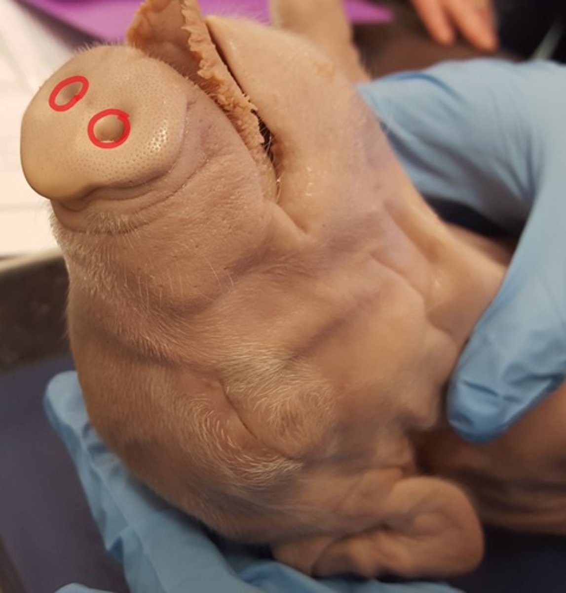 <p>Air intake for respiratory system; olfaction — Nostrils at tip of snout</p>