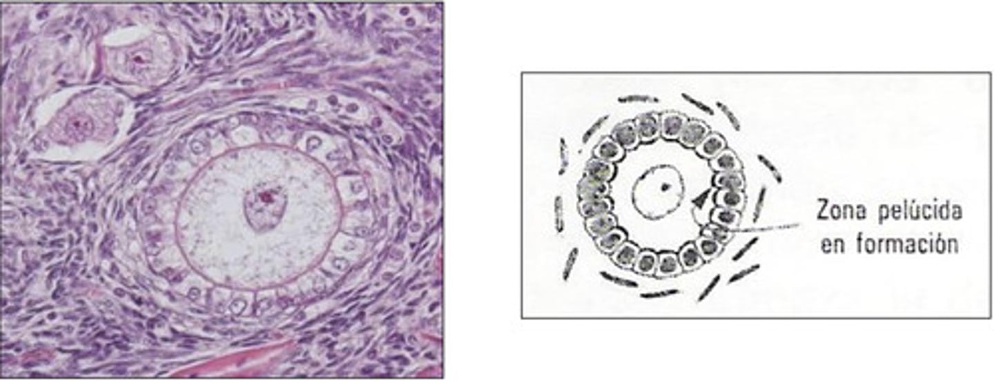 <p>what type of follicle is this?</p>